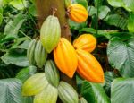 Chine/ Economie: l’Ambassade de Côte d’Ivoire promeut le Cacao ivoirien à Pékin