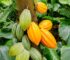 Chine/ Economie: l’Ambassade de Côte d’Ivoire promeut le Cacao ivoirien à Pékin