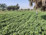 Renforcement de l’irrigation à Ouagadougou grâce à la coopération sino-burkinabè