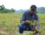 Comment un producteur de piments rwandais transforme l’agriculture grâce à son expertise, sa vision et le commerce avec la Chine