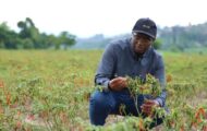 Comment un producteur de piments rwandais transforme l’agriculture grâce à son expertise, sa vision et le commerce avec la Chine